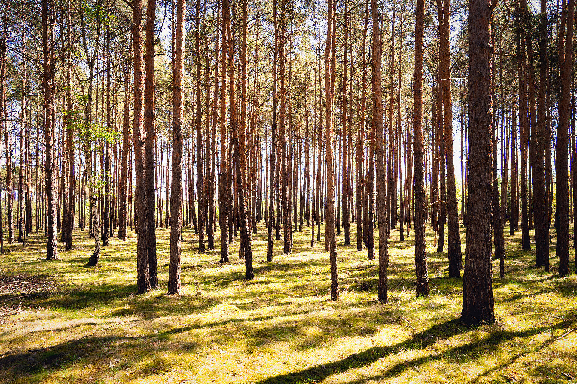 Wald bei Sonnenschein