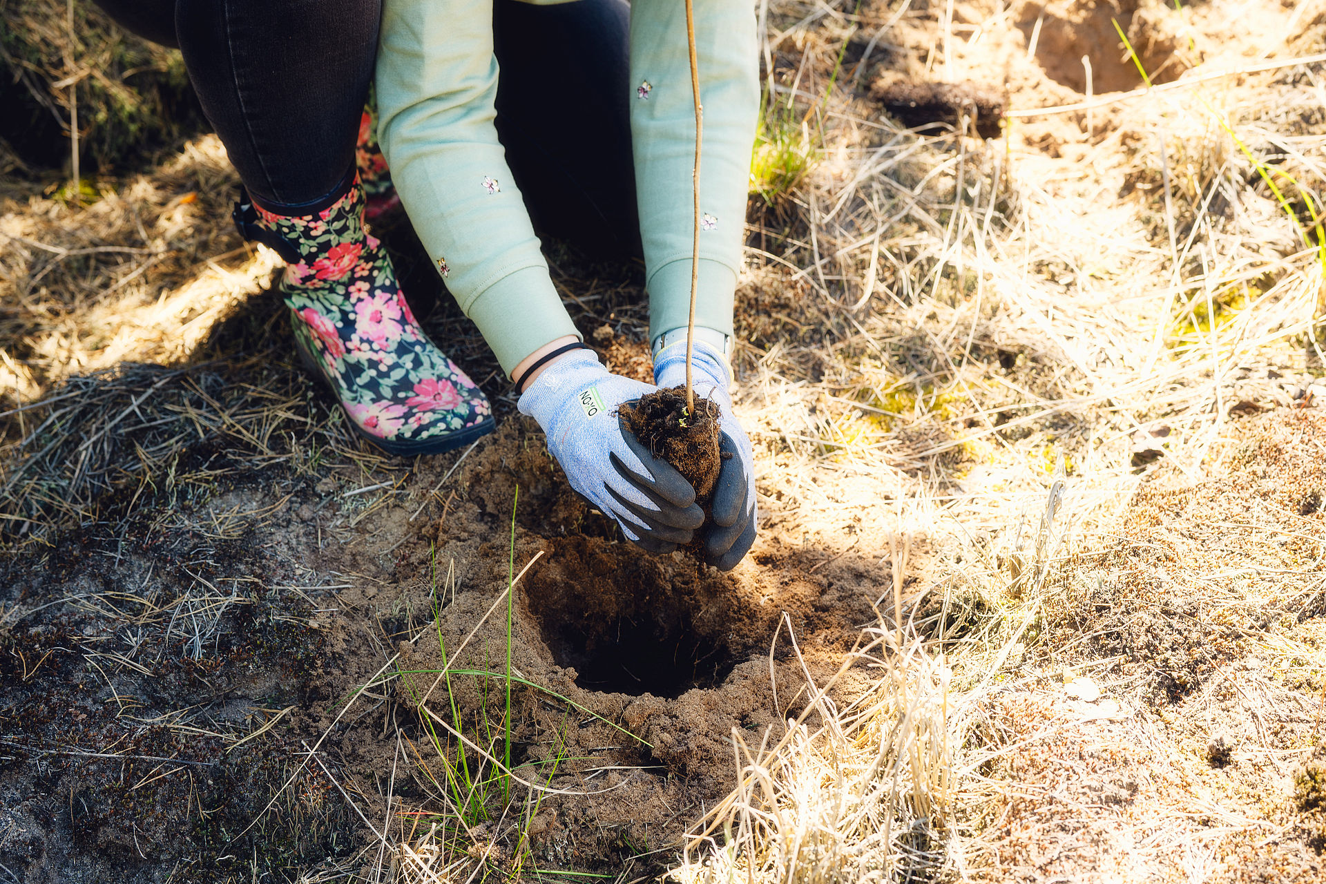 Baum-Setzling wird von einer Frau mit Handschuhen in den Boden gepflanzt